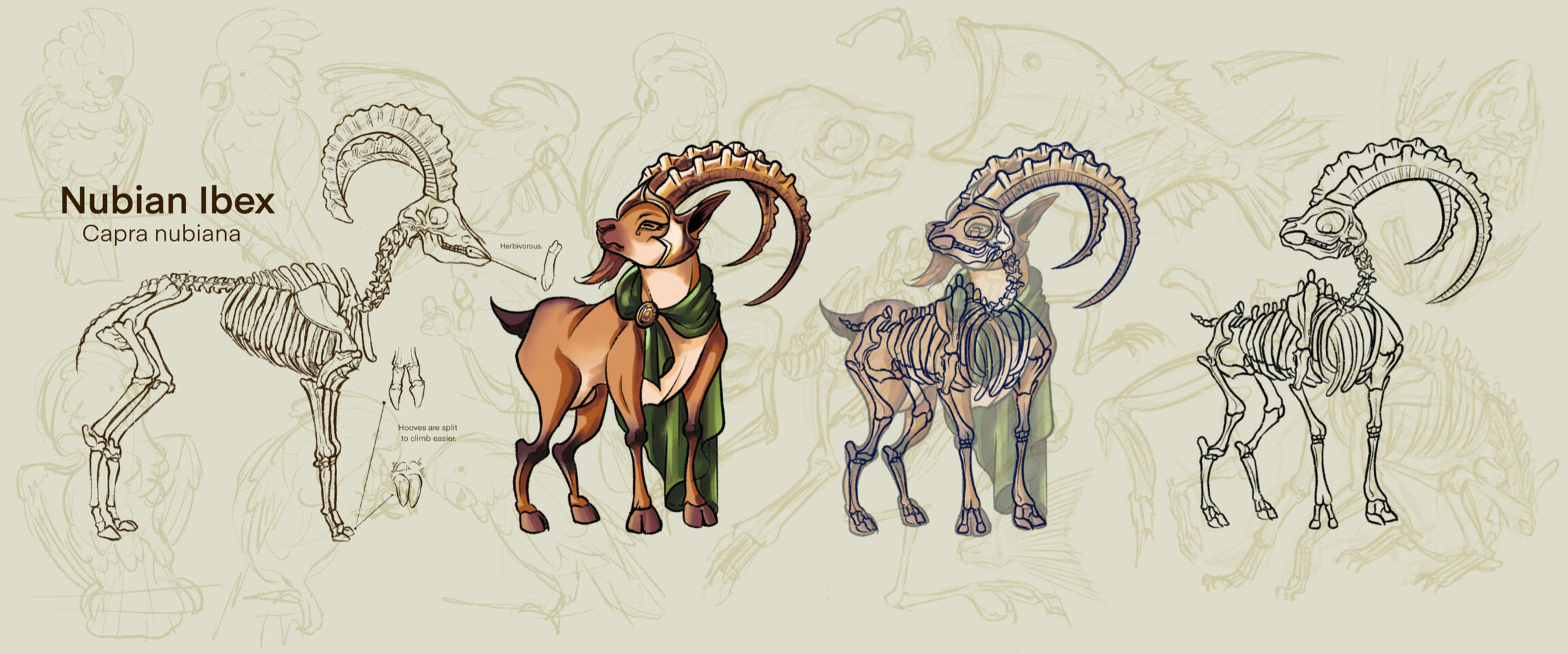 A study containing the skeletal structure of a Nubian Ibex, fabric studies, stylizing, and animal anatomy sketches in the background. Programs: Adobe Photoshop, Procreate.